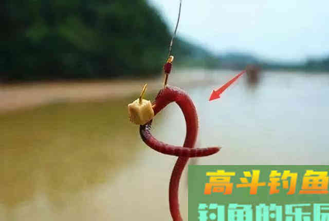 冬钓用蚯蚓，这些禁忌得了解