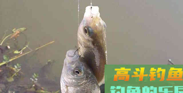 超难钓的轻口、弱口、滑口鱼怎么治?谨记这3招 超难钓的轻口、弱口、滑口鱼怎么治?谨记这3招