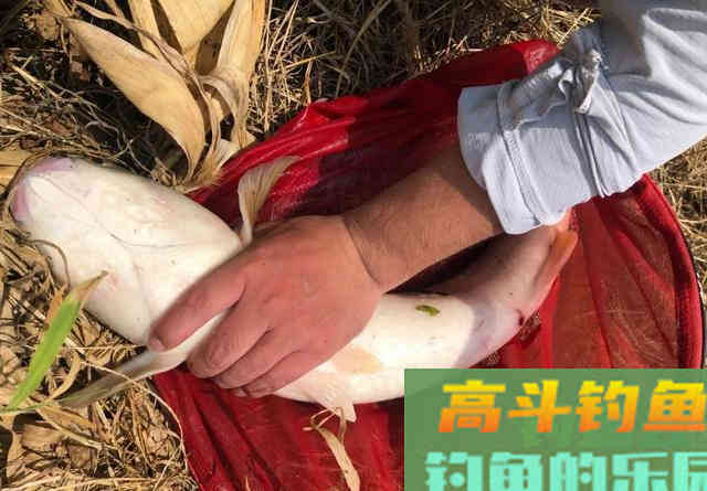 立秋过后如何钓大鱼？打重窝前要三思