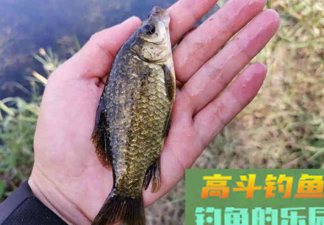 钩条的粗细会影响鱼吃口吗？黑坑与野钓有区别