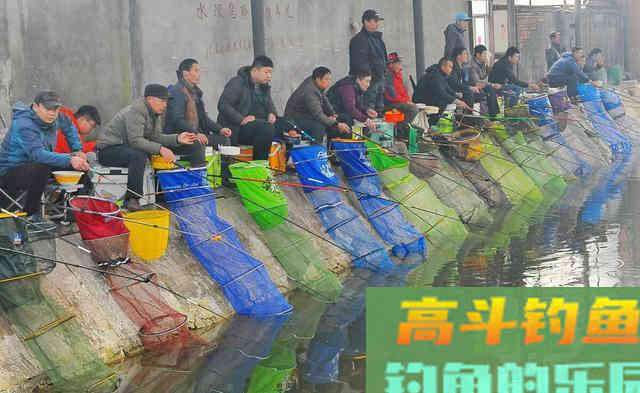 枸杞钓鲫鱼，针对这几点鱼情有妙用