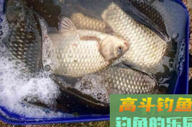 不是鱼不吃饵，只因它学会偷袭，按我说的做
