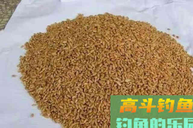 自从换用这自制饵，热天钓鲫连杆