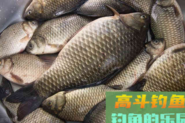 野钓时用“腥”还是“香”？需要根据这些情况定
