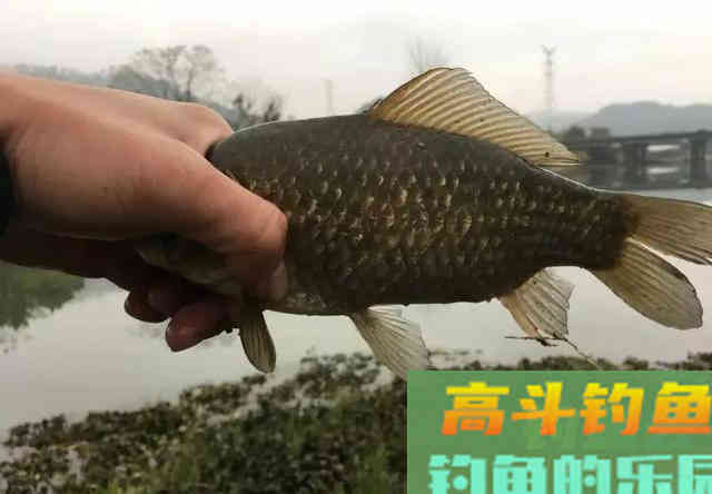 实战告诉你什么样的酒米最诱鱼