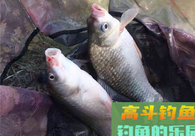 浅谈轻麸的实际作用