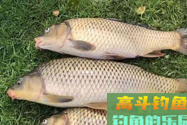 这款二合一的窝料配方，再怎么样也不能私藏