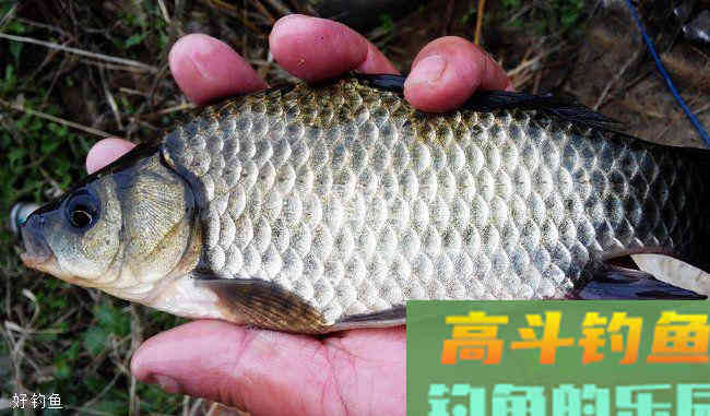 夏季钓鱼，可以试试这几款商品饵配方
