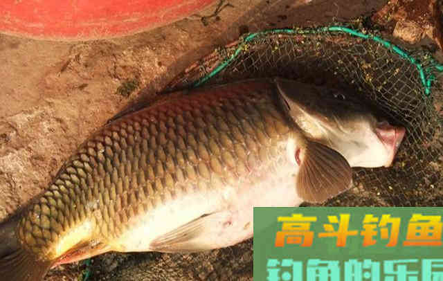 这几种料混合在一起，做出来的窝料诱鱼超快