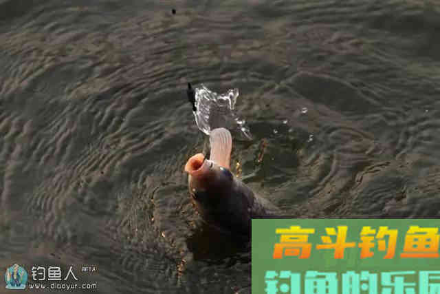 钓友常用的化氏饵料配方大汇集