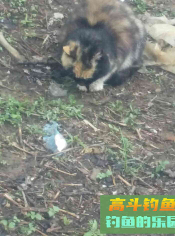 [春季放流]江湖猎人饵料，果然名不虚传