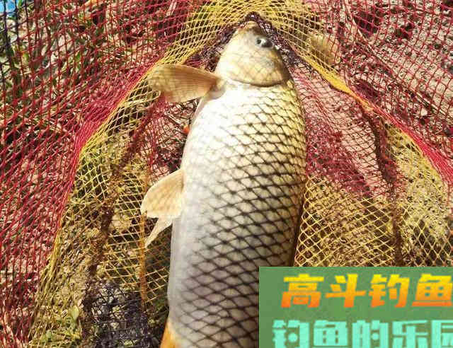 特意去渔具店打听，原来这10款最受欢迎