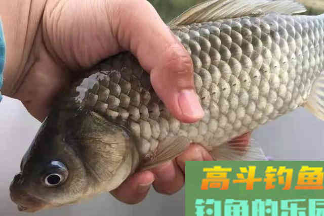 鱼被钓过就不好钓了？别太天真了，试过这3招的人绝非等闲之辈
