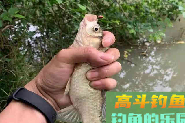 大板鲫再狡猾，一见这饵就得狂抢