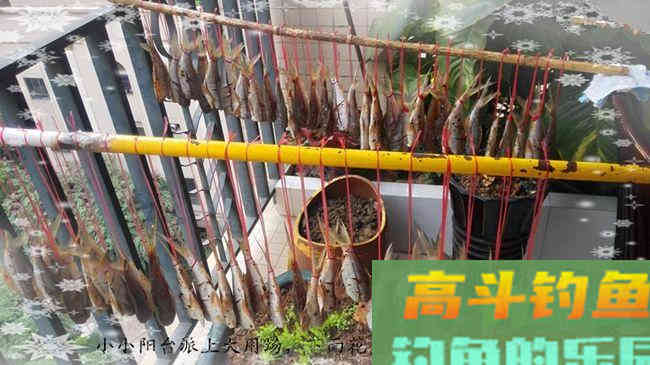 商品饵料搭配钓废塘大丰收鲮鱼