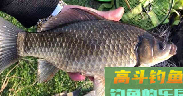 新手钓鱼最容易走进的三个误区