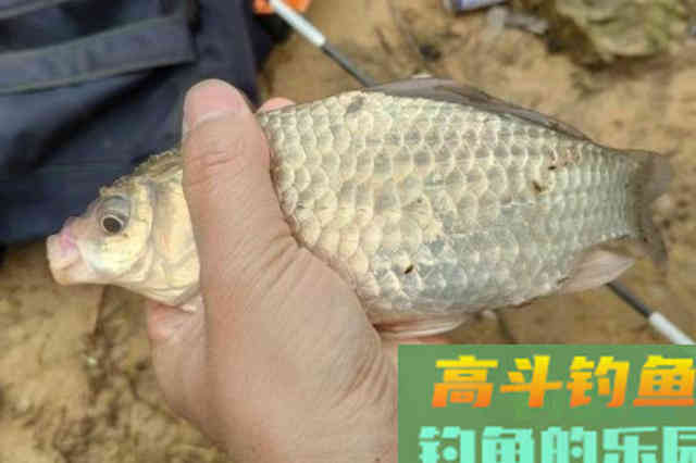 冬天开出的拉饵料不好用？要注意3个细节
