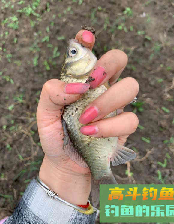 常见几种鱼抓顿口时机把握