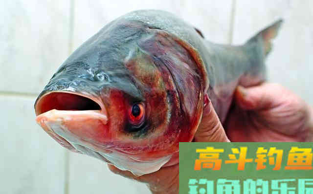 夏季天气炎热鱼不好钓，新手学会这三招