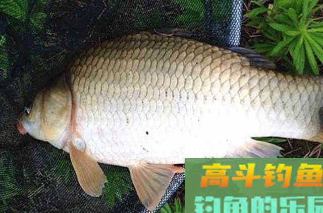 天气变冷大板鲫还真难伺候，碰巧我有这特效饵，一个字