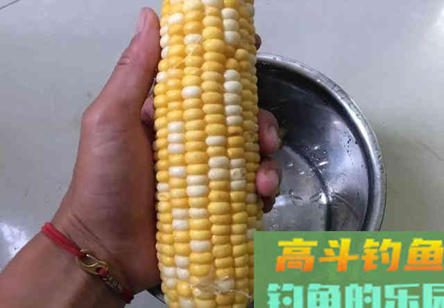鲜玉米做钓饵这样加工一下，鱼爱吃又方便携带