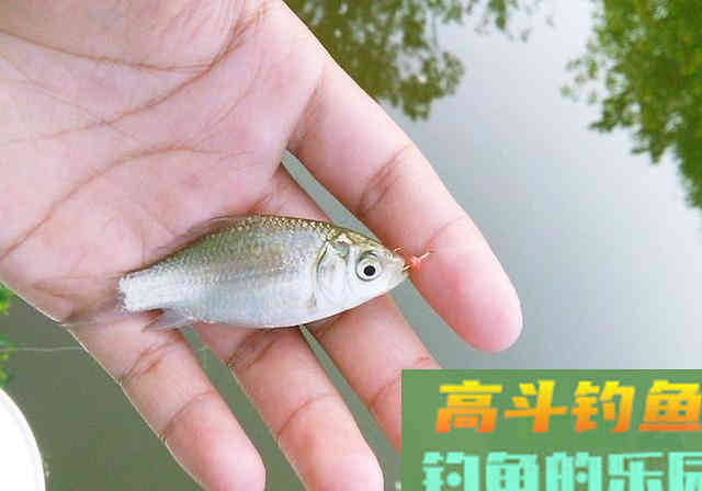 新手花600块买堆钓具，一天钓了5条鱼