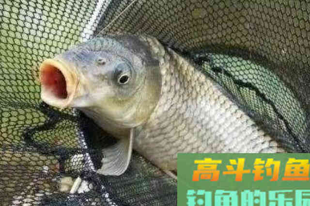 气温低就钓不到鲤鱼了？庆幸我有这用饵套路