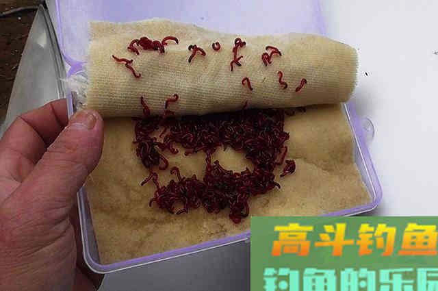 冬季用此饵，也能钓出红虫的感觉