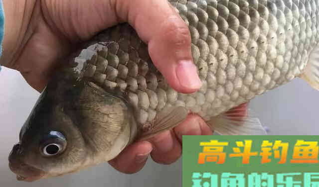 钓鱼用饵，用法恰到好处，才能充分发挥饵料的效果