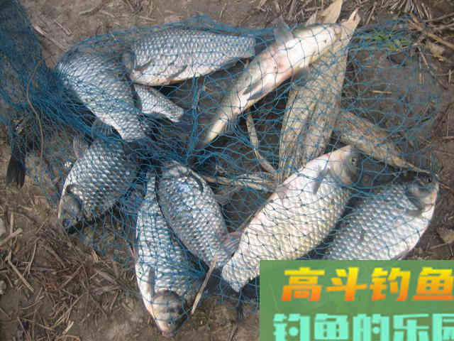 我钓鱼时常遇到的那位高手老黄，钓法出其不意