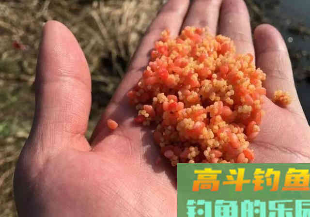 渔具店老板教您做窝料，诱鱼快留鱼久
