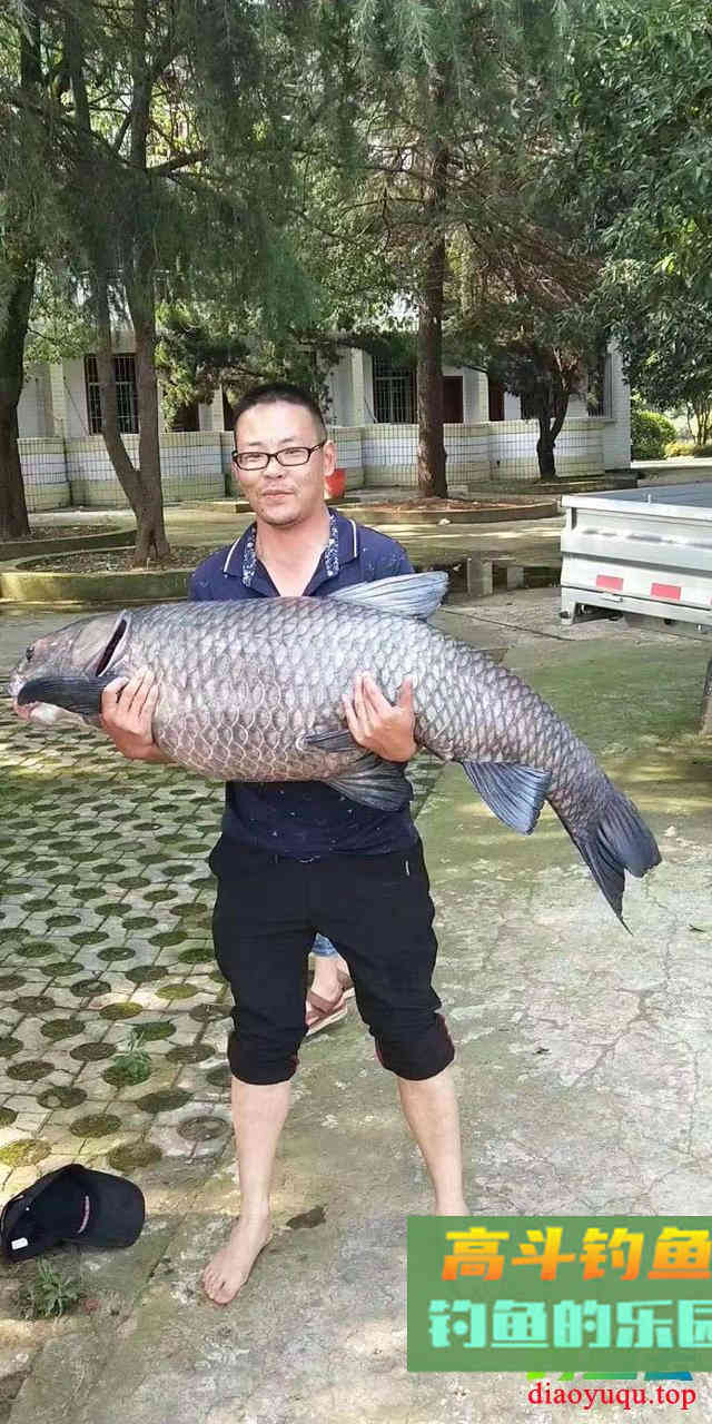 野钓到底什么饵料好？小鱼商品大鱼发酵