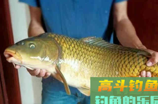 水中有饵，何必费钱！这5种特效饵从小用到大，至今依然管用