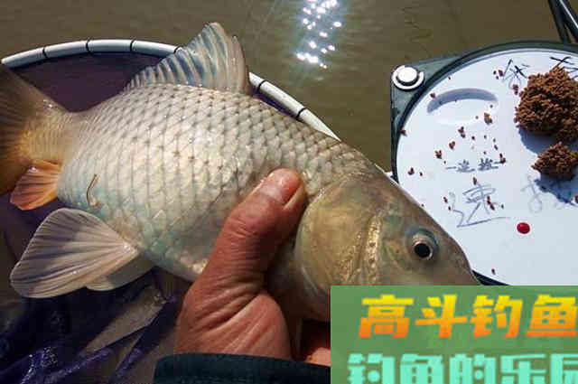 多亏了这鲤鱼饵！秋天若是没，早就封竿入库了