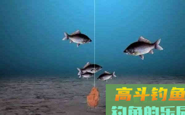 注意8个细节，用好玉米粒钓浮，堪称草鱼、翘嘴的克星
