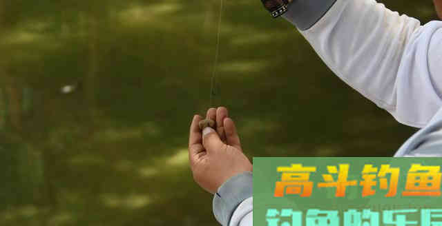 子线长度有多讲究？相差10厘米钓获可能少一半