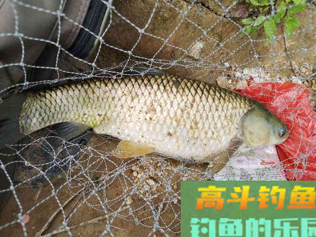 经典钓饵之麦粒，成本低效果好，制作方法和攻略分享