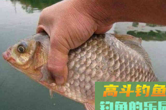 用了三十年才透露，原来这鲫鱼饵既简单又省钱