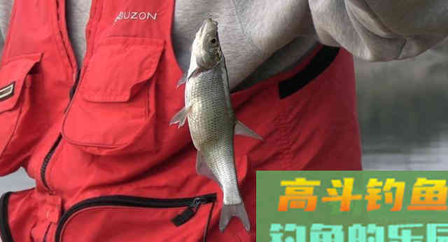 鱼口变轻，看不到浮漂信号，这样确定钓目才能提高中鱼率