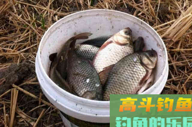 这饵从小用到大，我都在用对大板鲫，效果一级棒