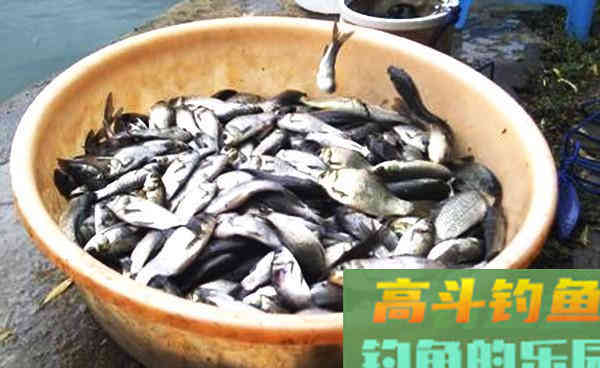 农村常见的两种谷物，拿来做饵料，大小鱼通杀