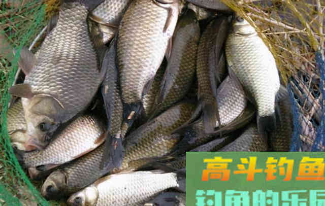 自制腥味饵料添加剂，成本虽高但钓效好