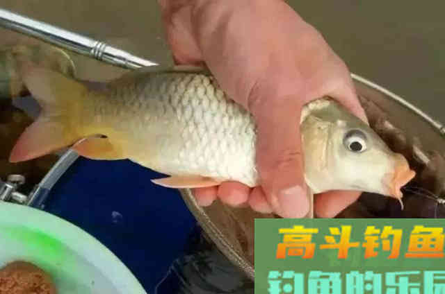 到了七月，唯独这鲤鱼饵才最实用