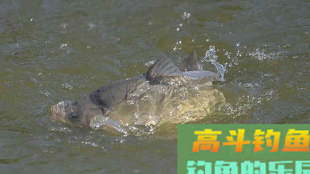 这几个迹象出现时，说明大鱼已经进窝了