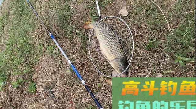 晚秋钓鱼，你可以试试这两款自制饵料