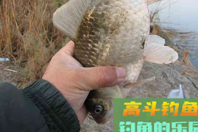 水里暗藏了这3种尿性饵，省钱又实用