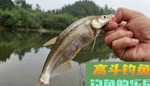 了解影响饵料状态的因素，对症下药，在低温下也能开出好用的拉饵