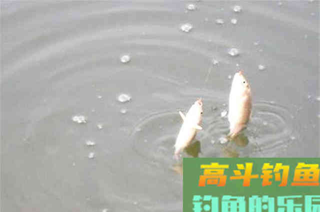 钓鱼打窝，每次我都用这一招