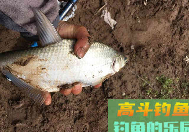 上鱼多的秘诀，不靠昂贵的钓具，而是思路