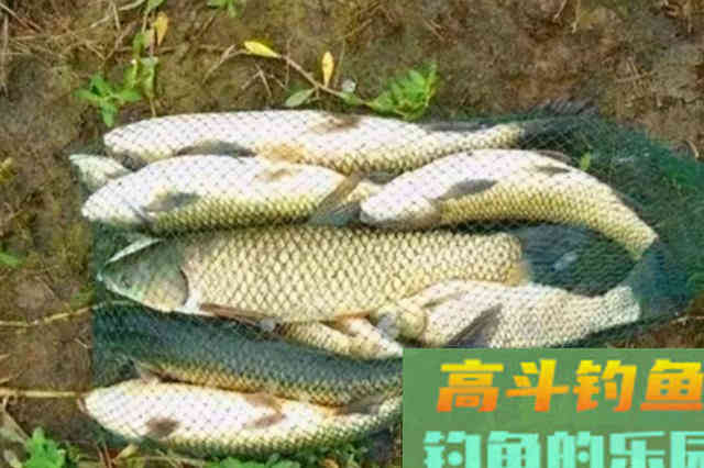 秋天变冷，大草鱼就不上钩？赶紧试试这特效饵